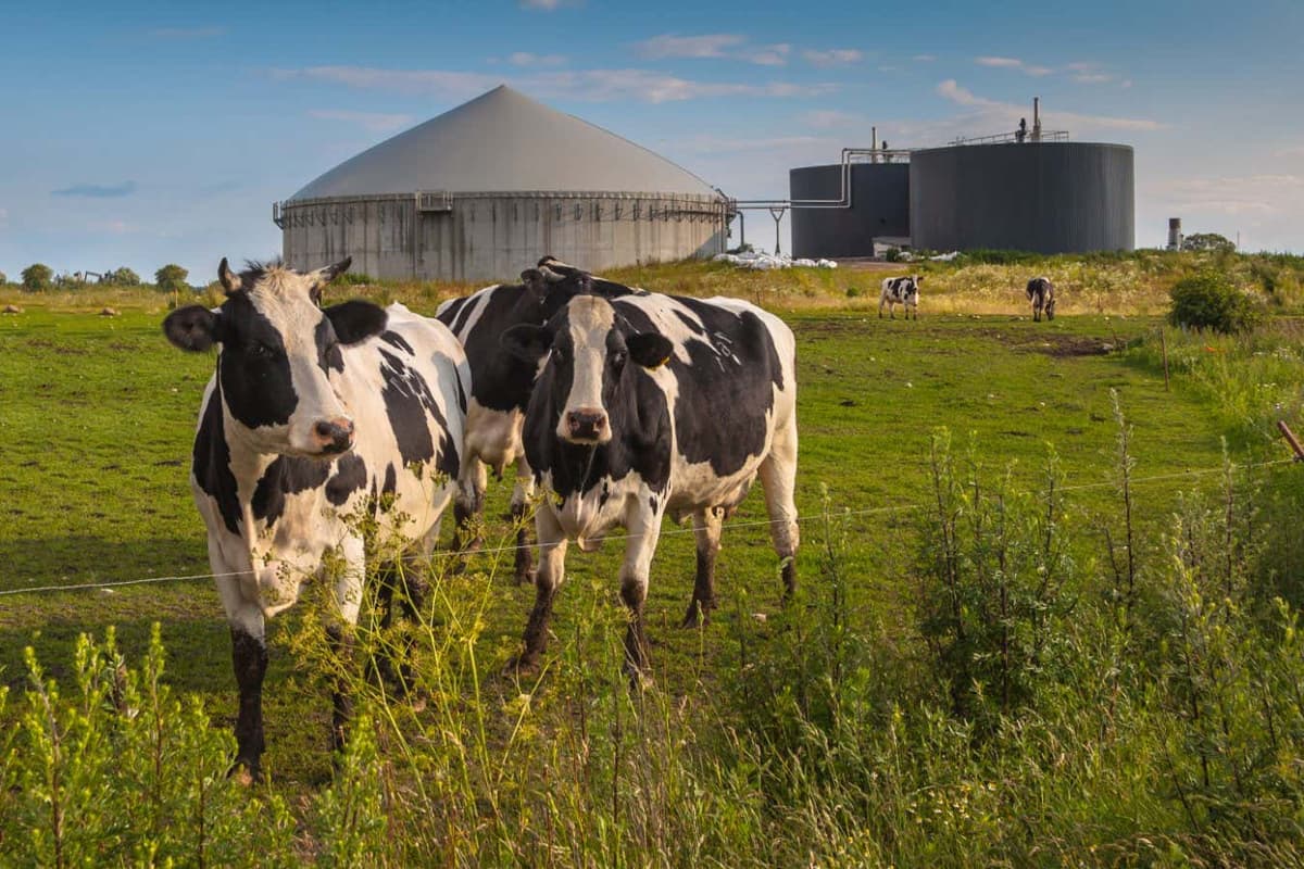 Are Manure Digesters a Real Solution to Dairy Farm Emissions?
