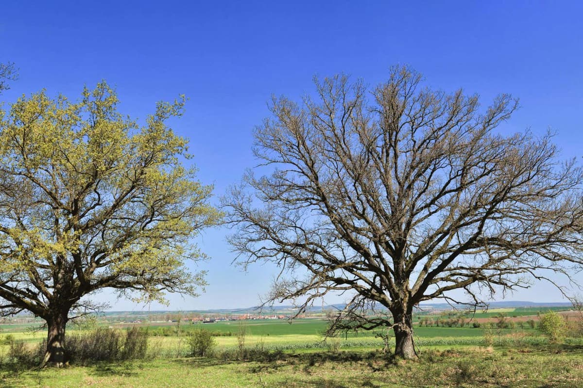 Oak Trees Use Delaying Tactics to Thwart Hungry Caterpillars