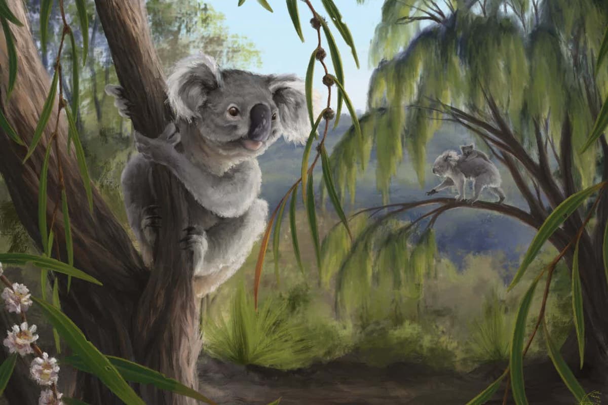 Extinct Relative of Koalas Discovered in Western Australia