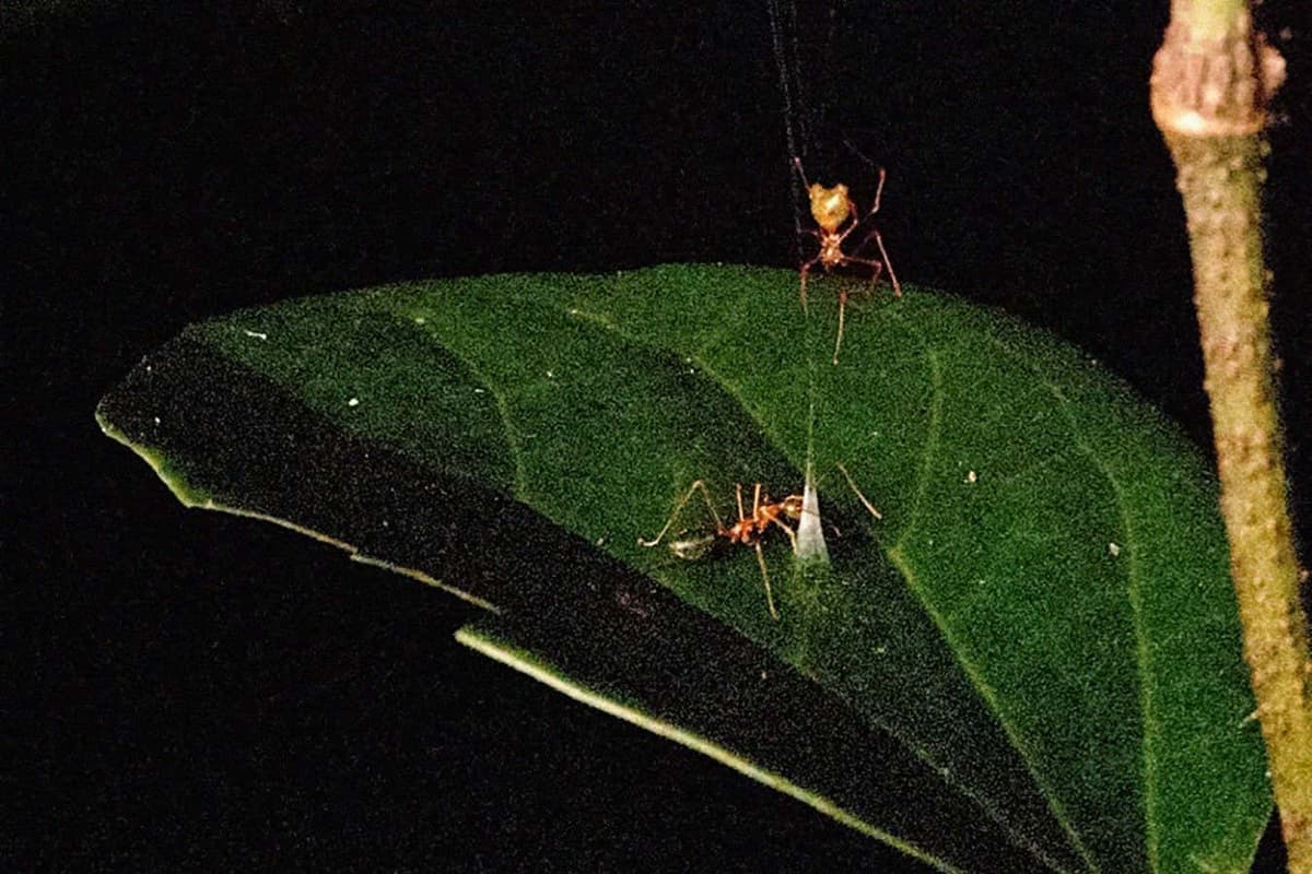 New-to-Science Spider Builds Trap that Flings Ants Into the Air