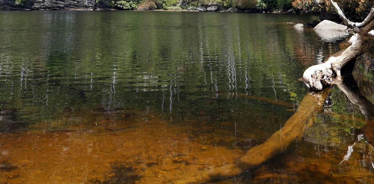 From River Stain to Your Cup of Tea: The Secret World of Tannins