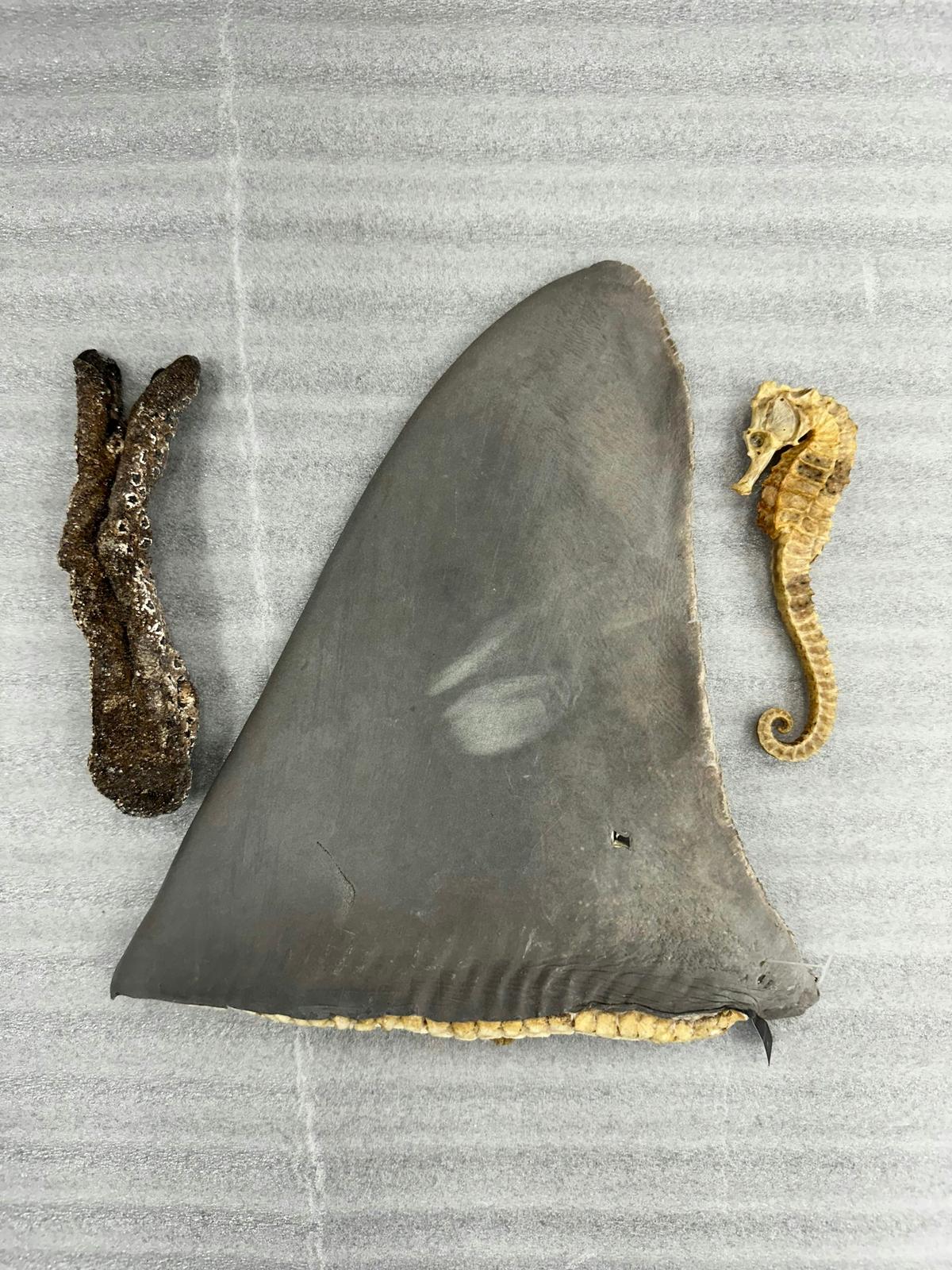Seahorses and Shark Fins Are Illegally Trafficked. An AI Tool Could Help Stop This Crime