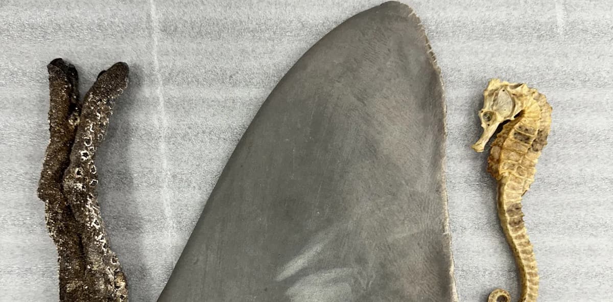 Seahorses and Shark Fins Are Illegally Trafficked. An AI Tool Could Help Stop This Crime