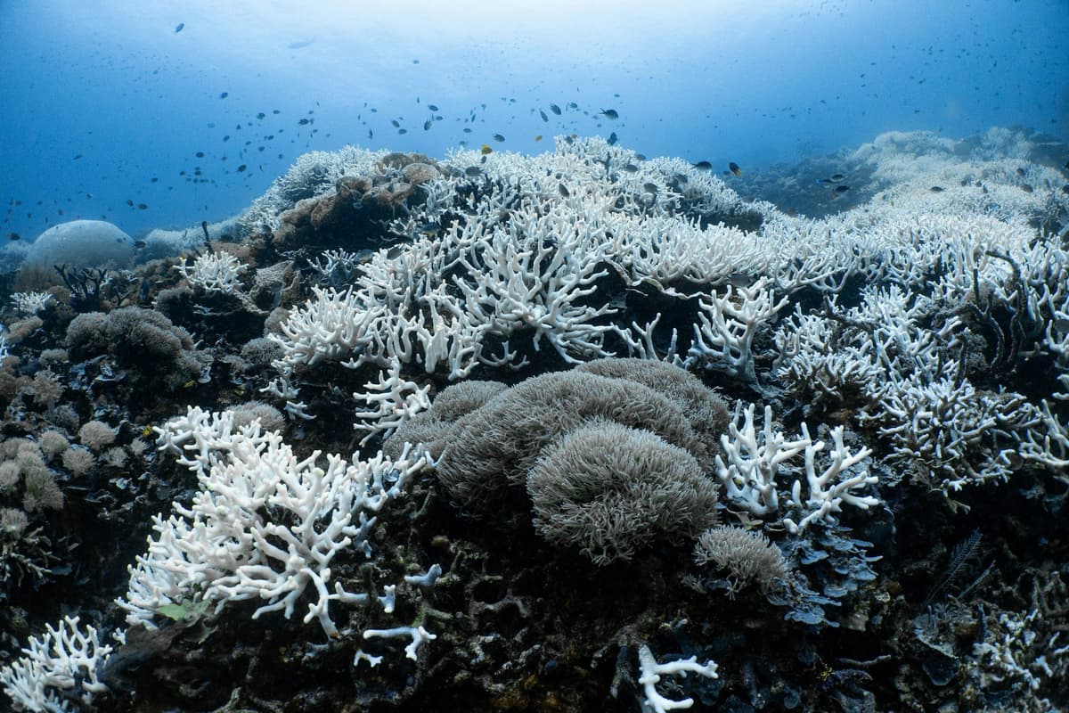 Two Decades of Research Show Indonesia’s Coral Reefs Are Heat-Tolerant — but only up to a Point