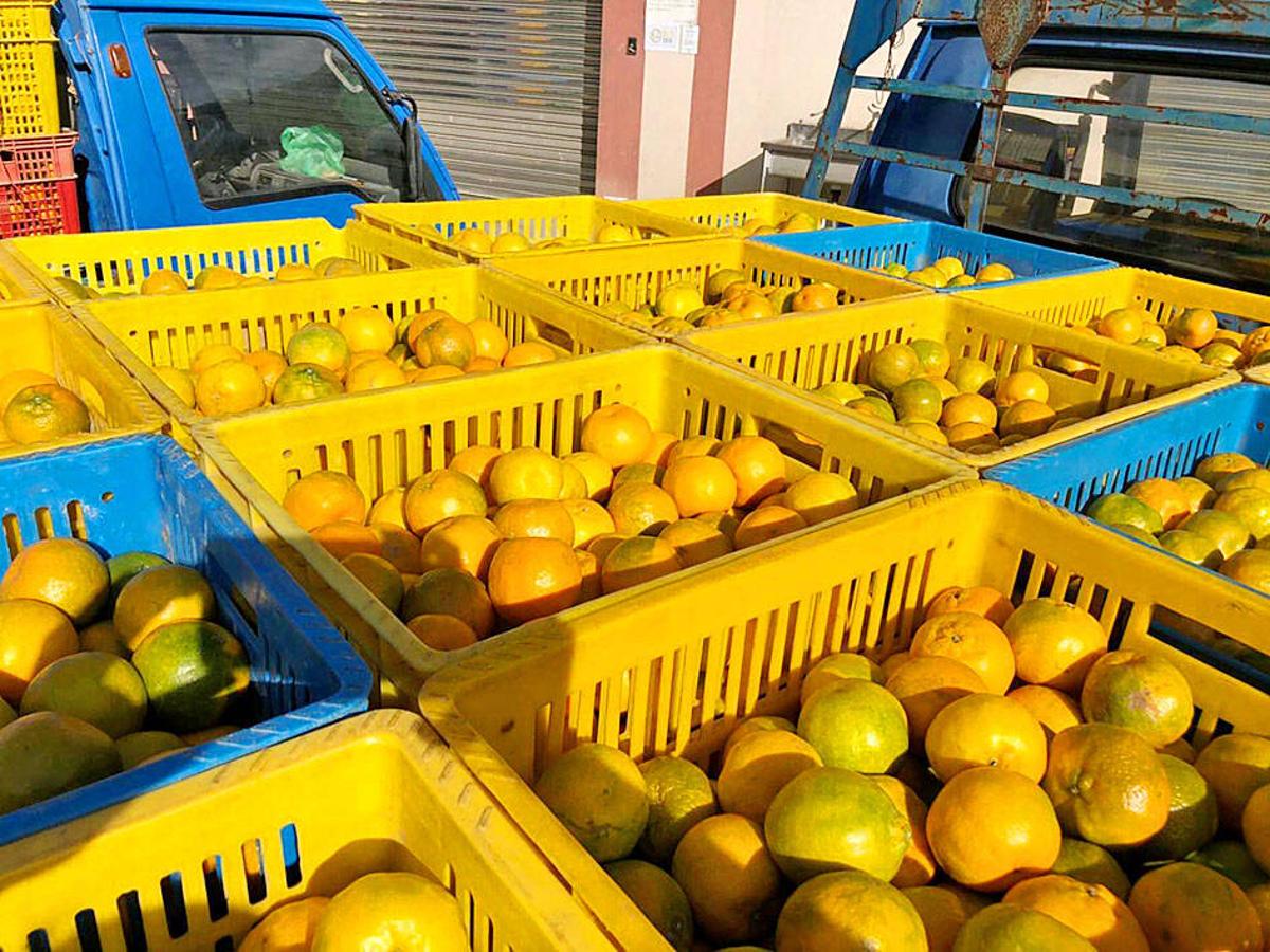 US Citrus Imports Would Not Affect Domestic Supply
