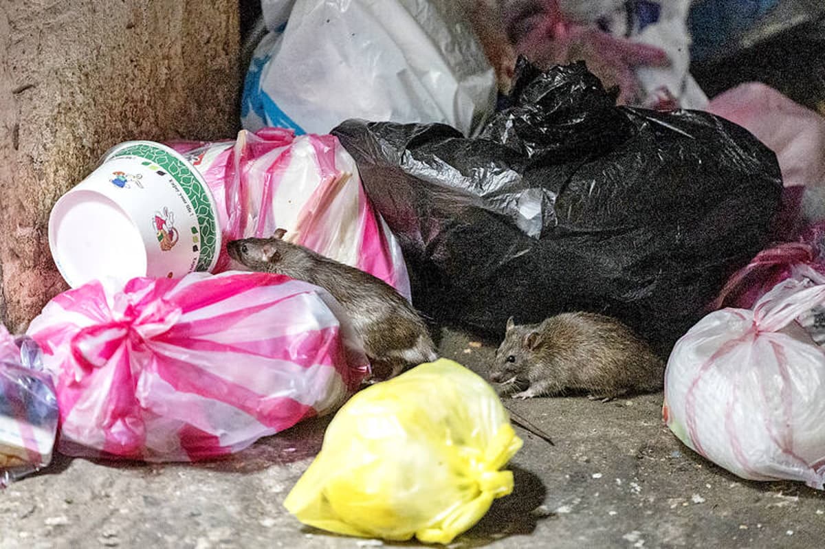 No Taiwanese Were Aboard Hantavirus Ship, CDC Says