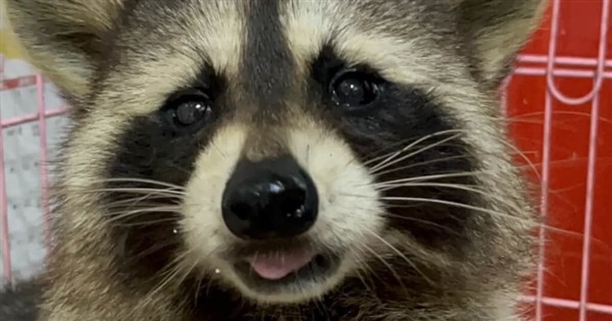 Ban on New Pet Raccoons, Crocodiles to Take Effect May 1