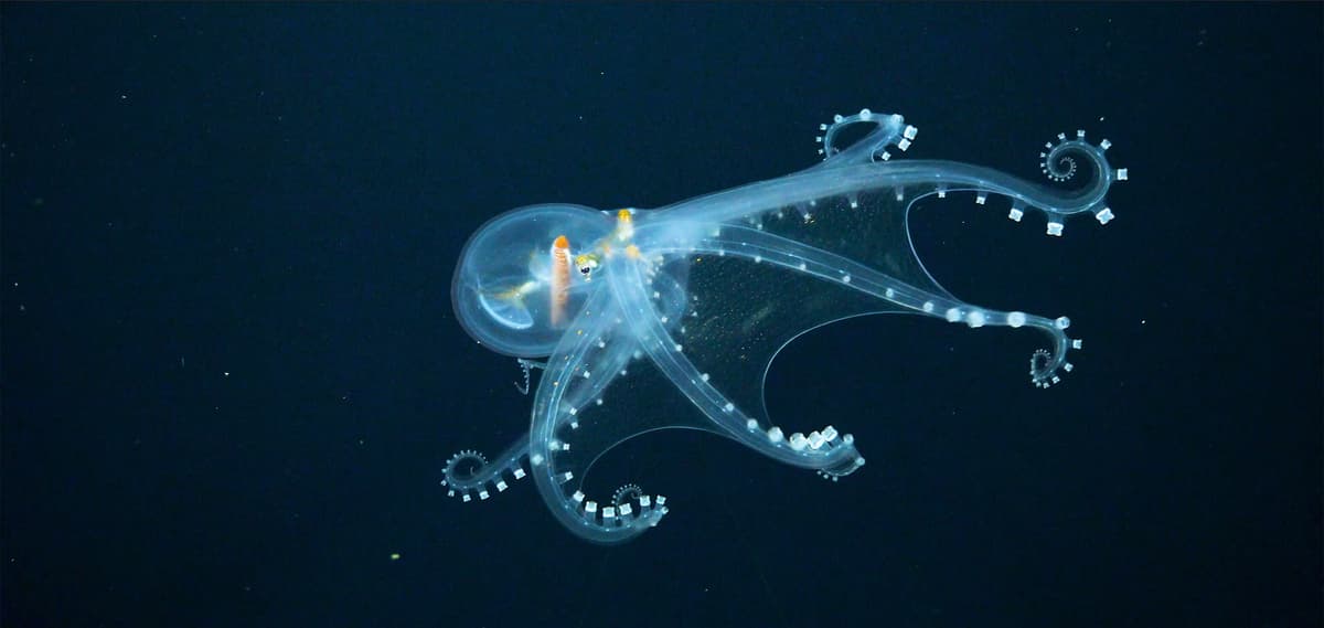 As Economic Case for Deep-Sea Mining Weakens, Industry Should Halt Urgency to Begin Operation (Commentary)