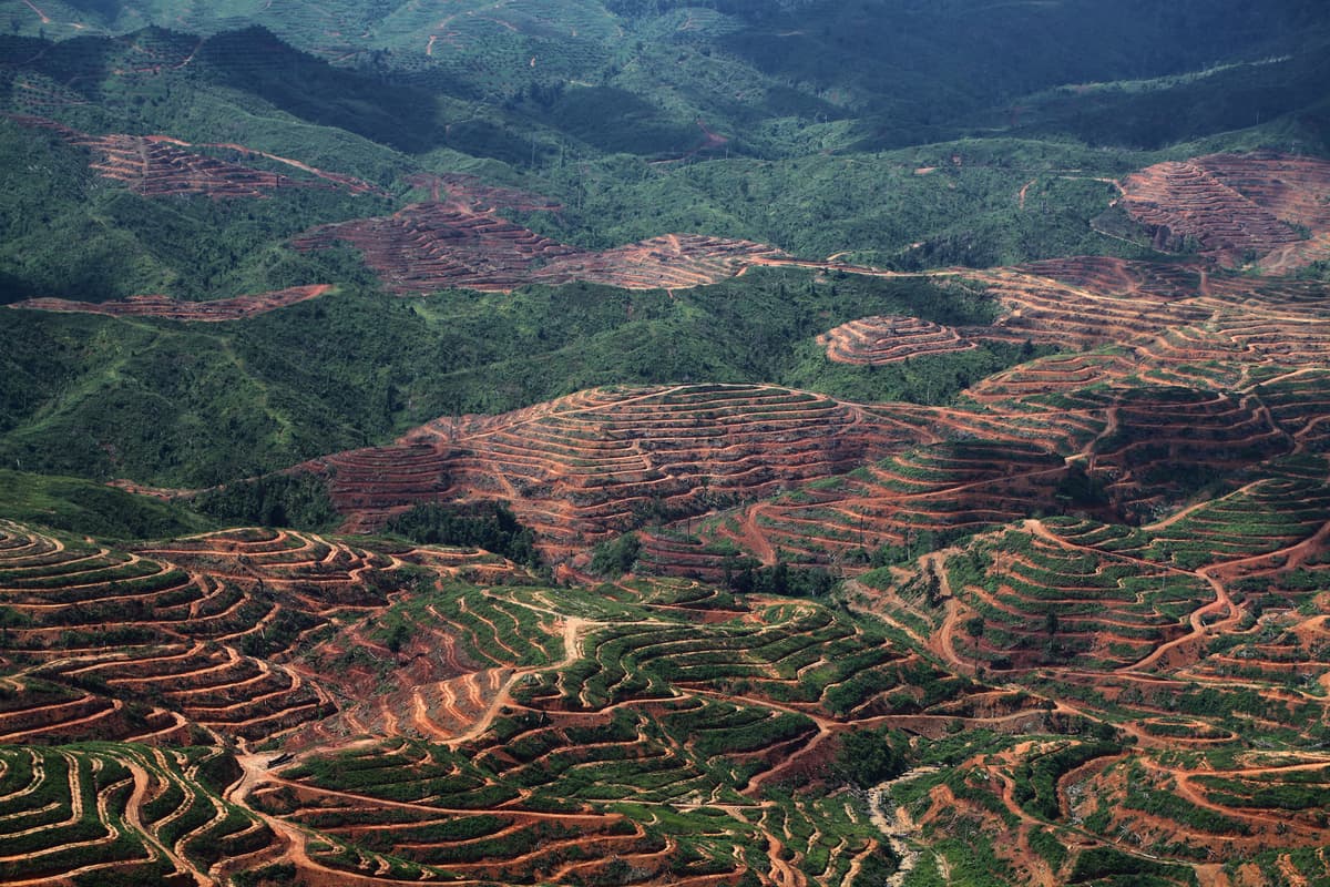 Loopholes Undermine Palm Oil Industry’s Antideforestation Pledges