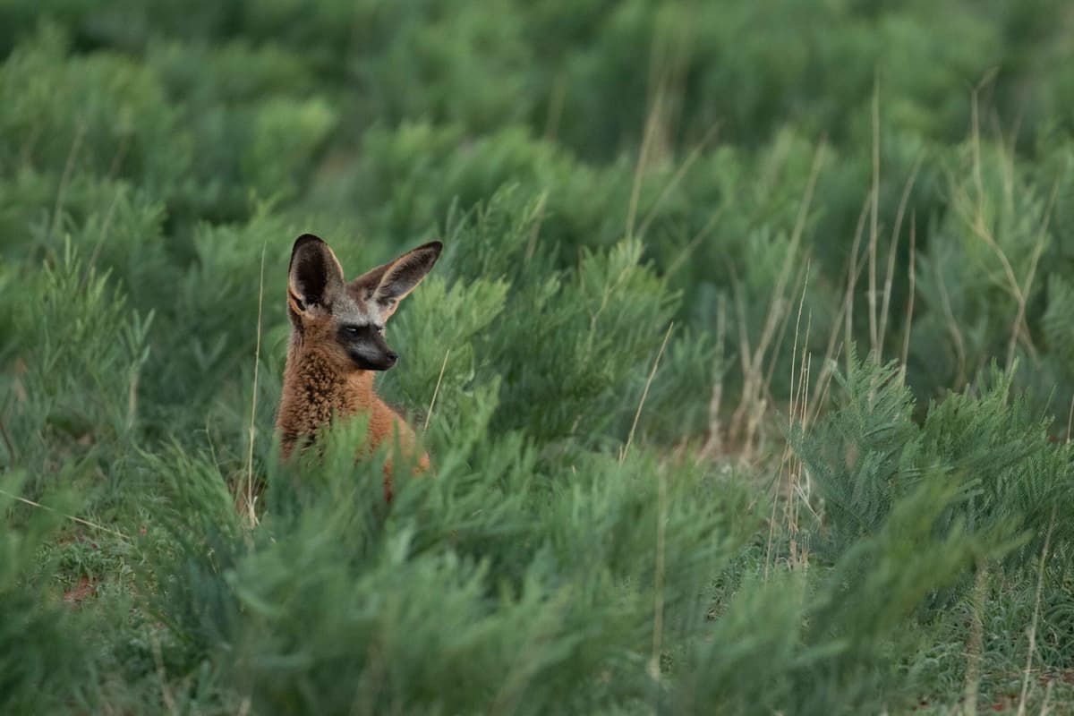 Restoring Land with Wildlife & Earning Carbon Credits in the Kalahari Desert