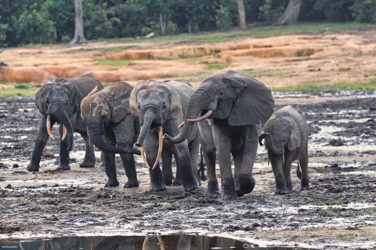 Rethinking Conservation Through Elephants’ Sense of Time and Memory