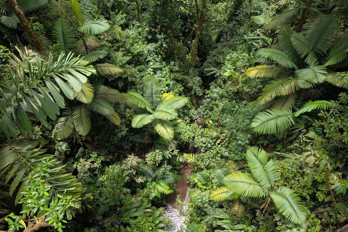 Can Listening to a Forest Reveal Whether It Is Ecologically Healthy?
