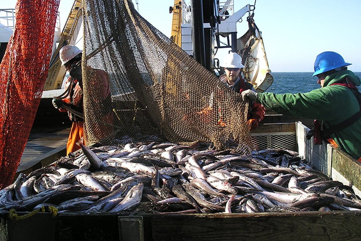 Landmark US Magnuson-Stevens Fisheries Law Turns 50 Amid Budget Cut Concerns