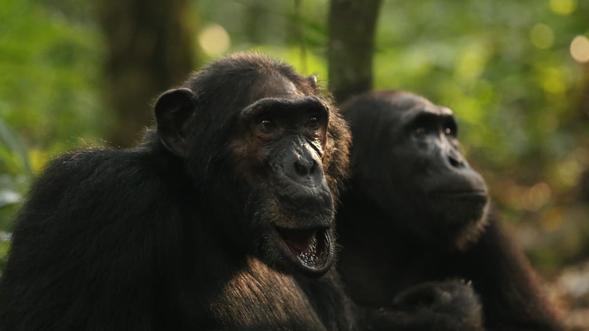 Chimp ‘Civil War’ Follows Rare Community Split in a Ugandan National Park
