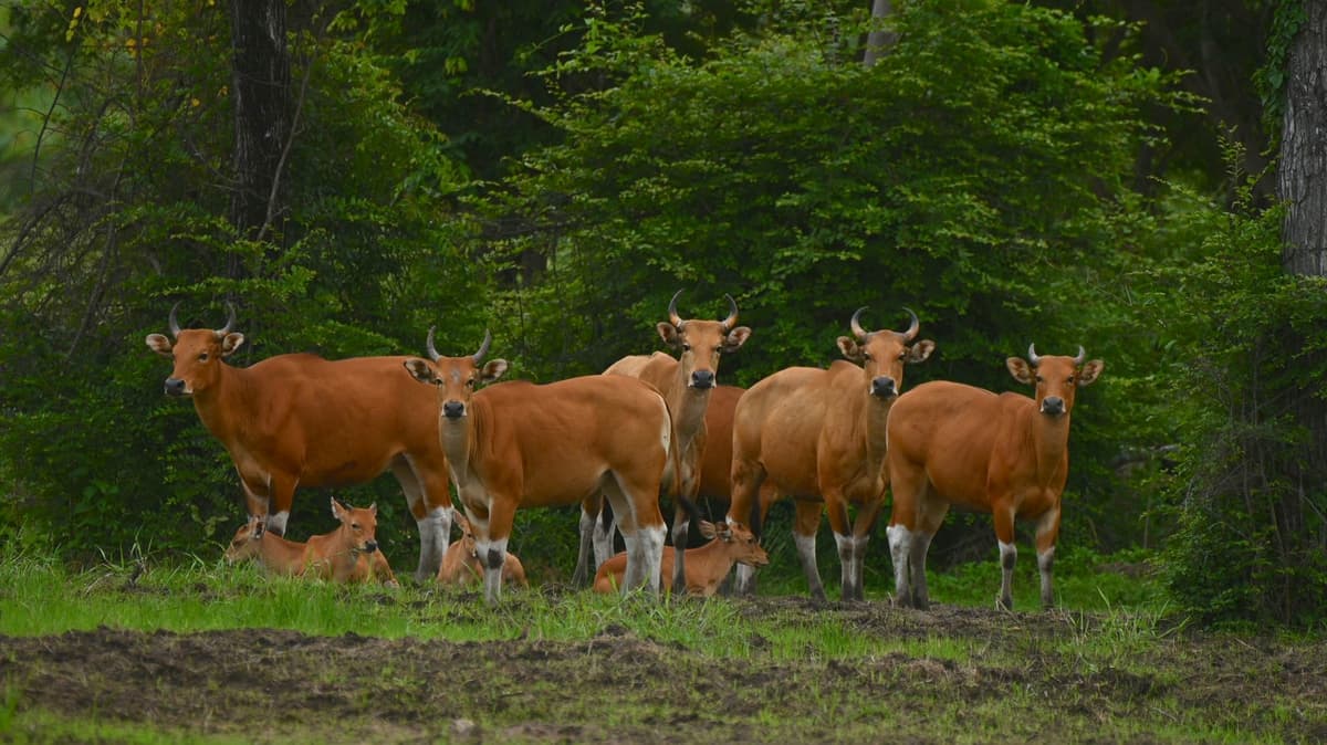 Community-Led Ecotourism Protects Rebounding Wild Cattle in Thailand