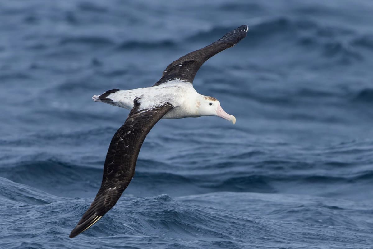 How Marine Flyways Could Help Save the World’s Declining Seabird Population