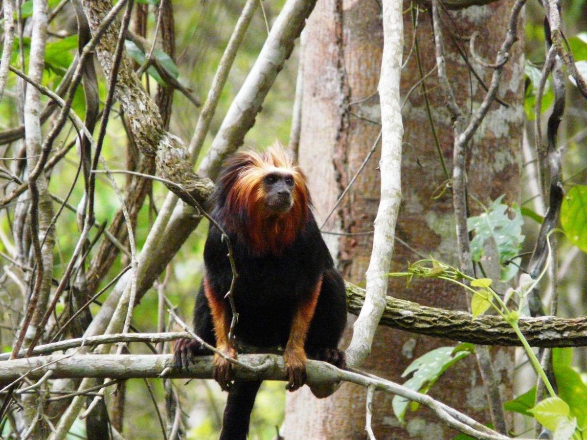 Rehab Center Opens for Brazil’s Golden-Headed Lion Tamarins Amid Urban Sprawl Threat