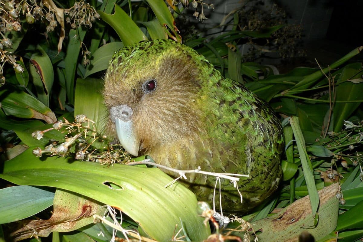 World’s Fattest Parrots Have Mating Frenzy