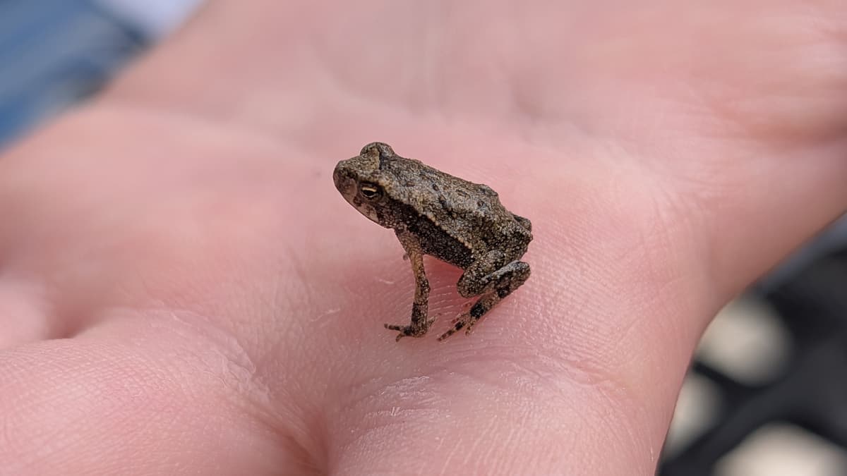 Conservation Collects More Data than Ever. What Is It For?