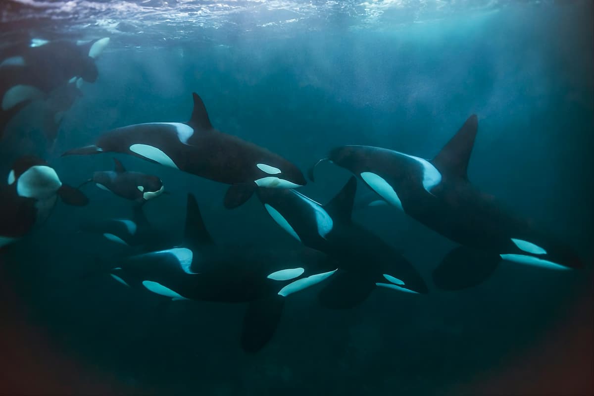 AI Tool Listens for Endangered Orcas in Real Time to Reduce Human Disturbance