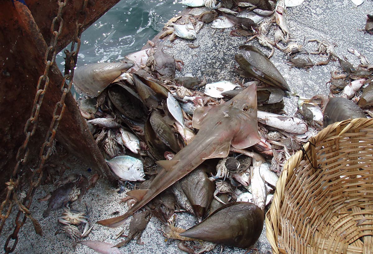 Study Finds Bottom Trawling Nets 3,000 Marine Fish Species, Including Threatened Ones