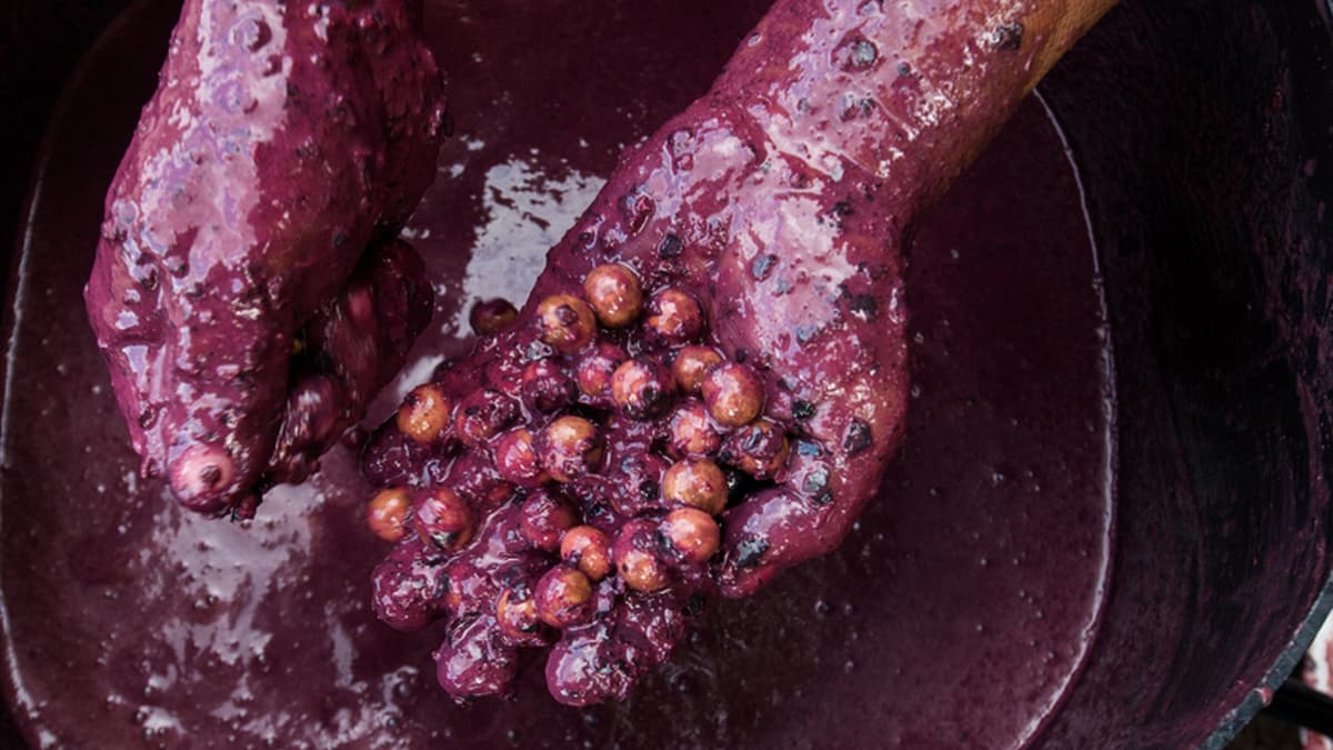 Heat, Fires and Agribusiness Squeeze Traditional Amazon Açaí Harvesters