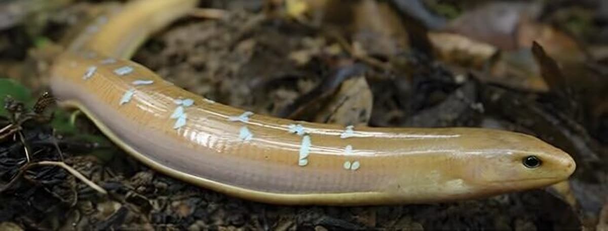 After Nearly a Century, Taiwan’s Legless Lizard Gets Its Own Identity