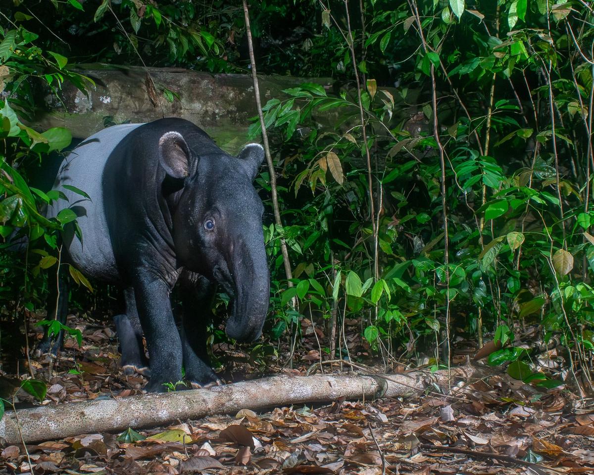 On World Tapir Day, Data Gaps Cloud Future of Malaysia’s Tapirs