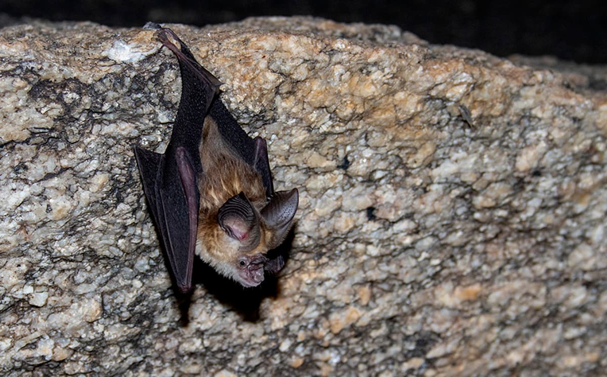 India Has a Wealth of Bats, but Our Knowledge of Them Is Poor: Report