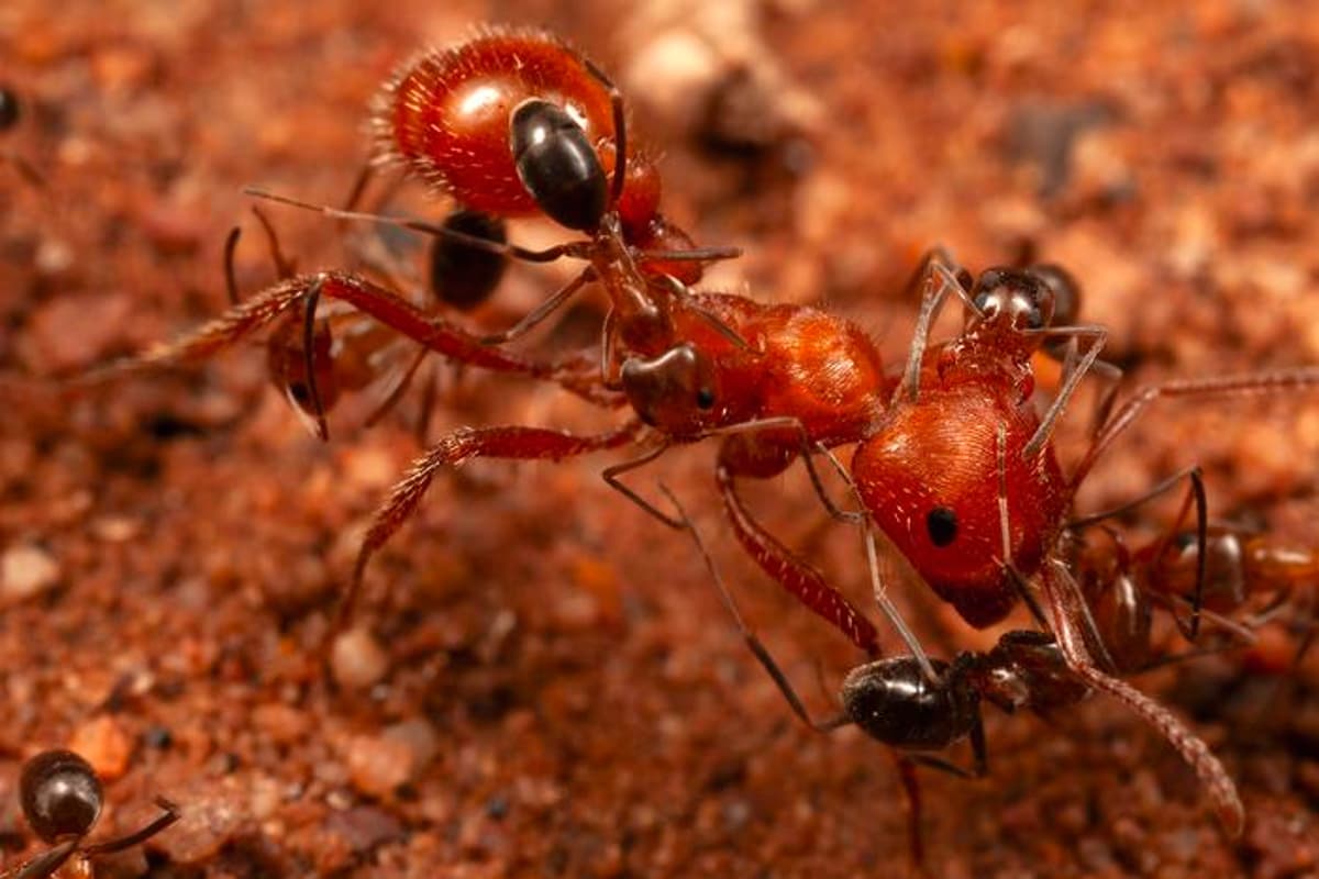 Unusual Ant Interaction Hints at Mutualistic ‘Cleaning’ System