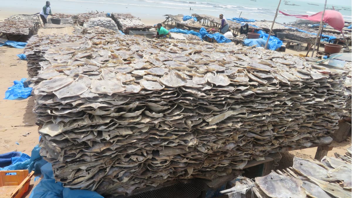 In Senegal, Artisanal Fishing Kills a Surprising Number of Sharks and Rays: Study