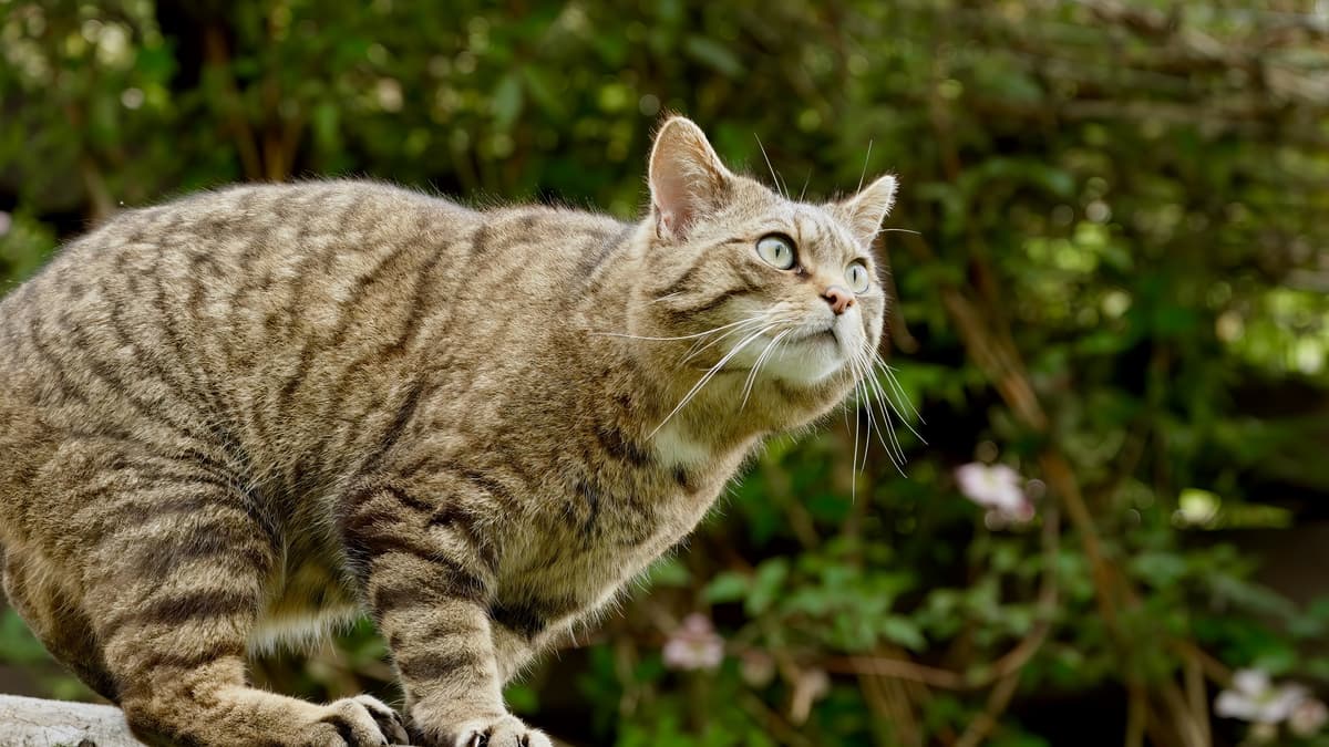 The European Wildcat Hovers Between Recovery and Local Extinction
