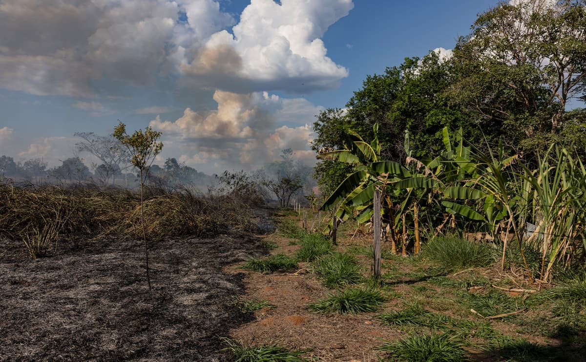 Deforestation and Warming Could Push Amazon to Tipping Point by 2040s: Study