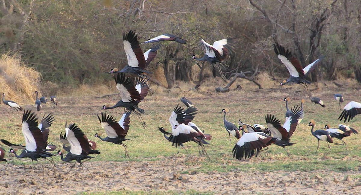 Up to Half the Bird Species Using the African-Eurasian Flyway Are Declining