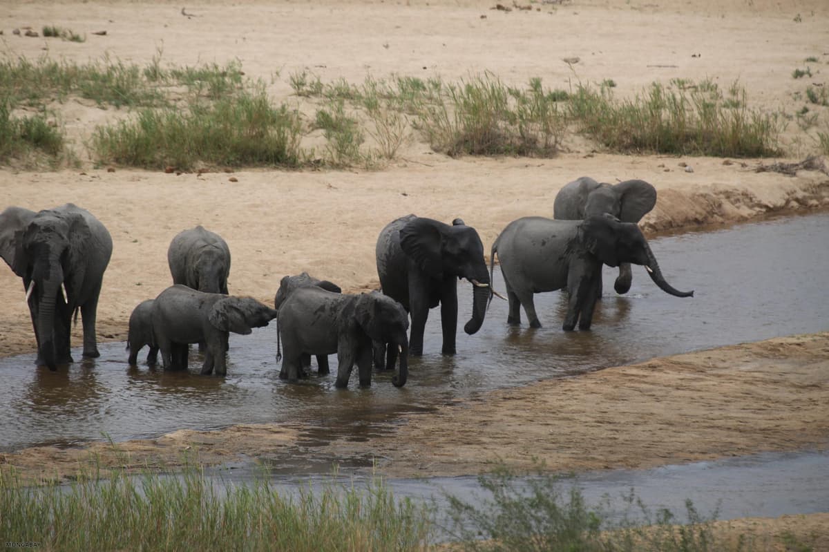 African Elephant Genomes Reveal Ancient Mixing — and Modern Pressures