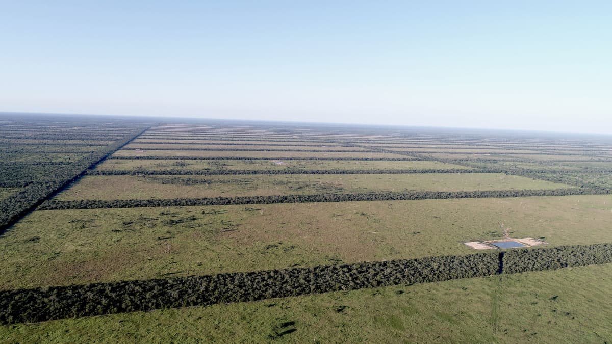 Paraguay Expanded a Reserve in the Gran Chaco. Why Is Deforestation Still Rising There?