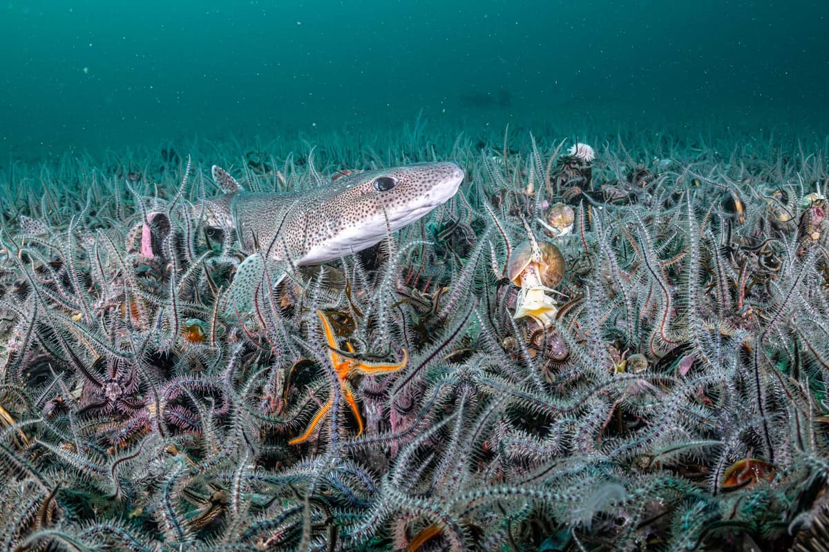 Seabed Life Triples After Bottom Trawling Ban in Scotland Protected Area