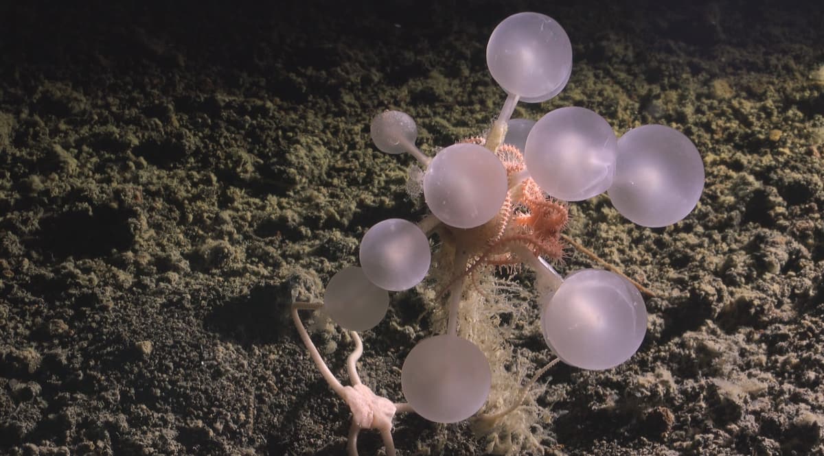 Ghost Shark, Carnivorous Sponge Among 1,000+ Newly Discovered Marine Species