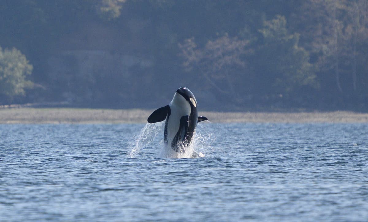 AI Listens for Endangered Orcas to Help Reduce Underwater Noise Exposure