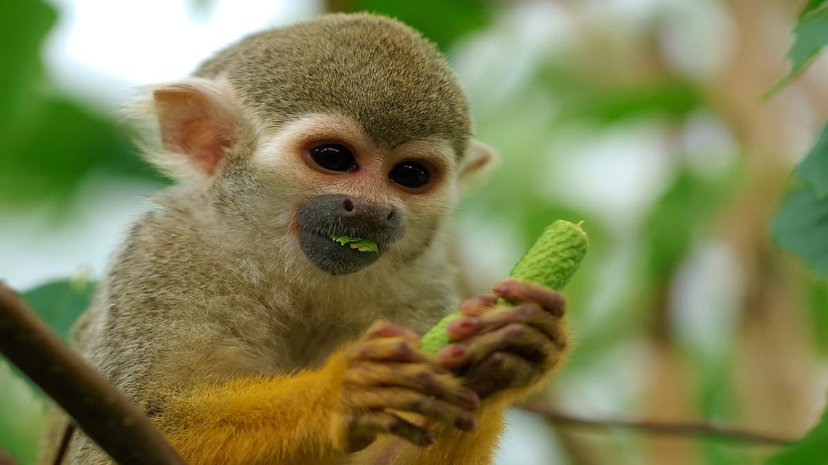 Most Wildlife AI Focuses on the Ground. This Model Looks up in the Trees