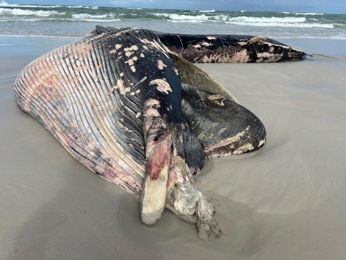 Whale Strike Risk Rises as International Shipping Reroutes Around South Africa