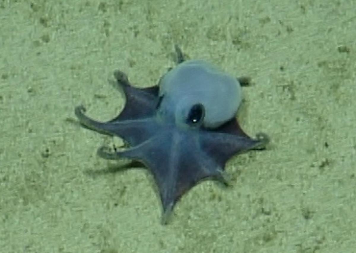 New Golf-Ball Sized Blue Octopus Species Now Identified in the Galapagos