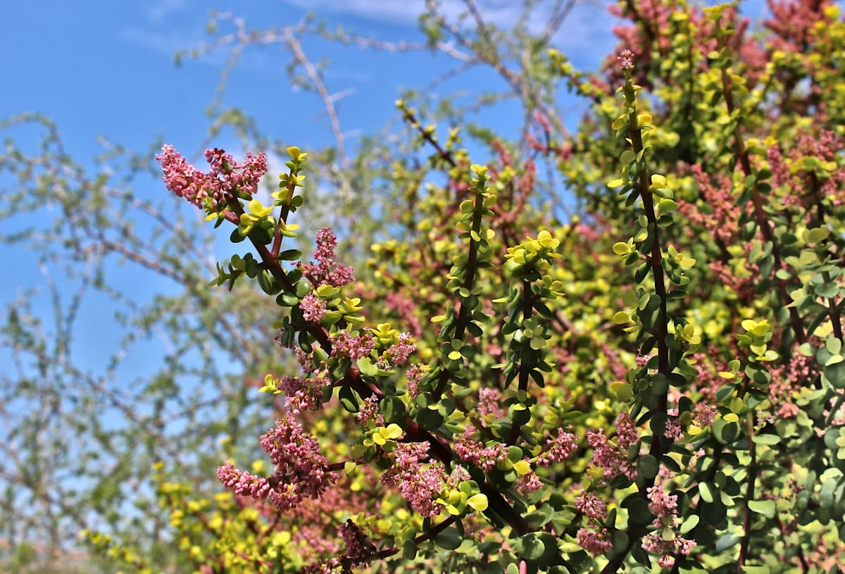 Imperative Secures $91M in Blended Project Financing for South Africa Ecosystem Restoration