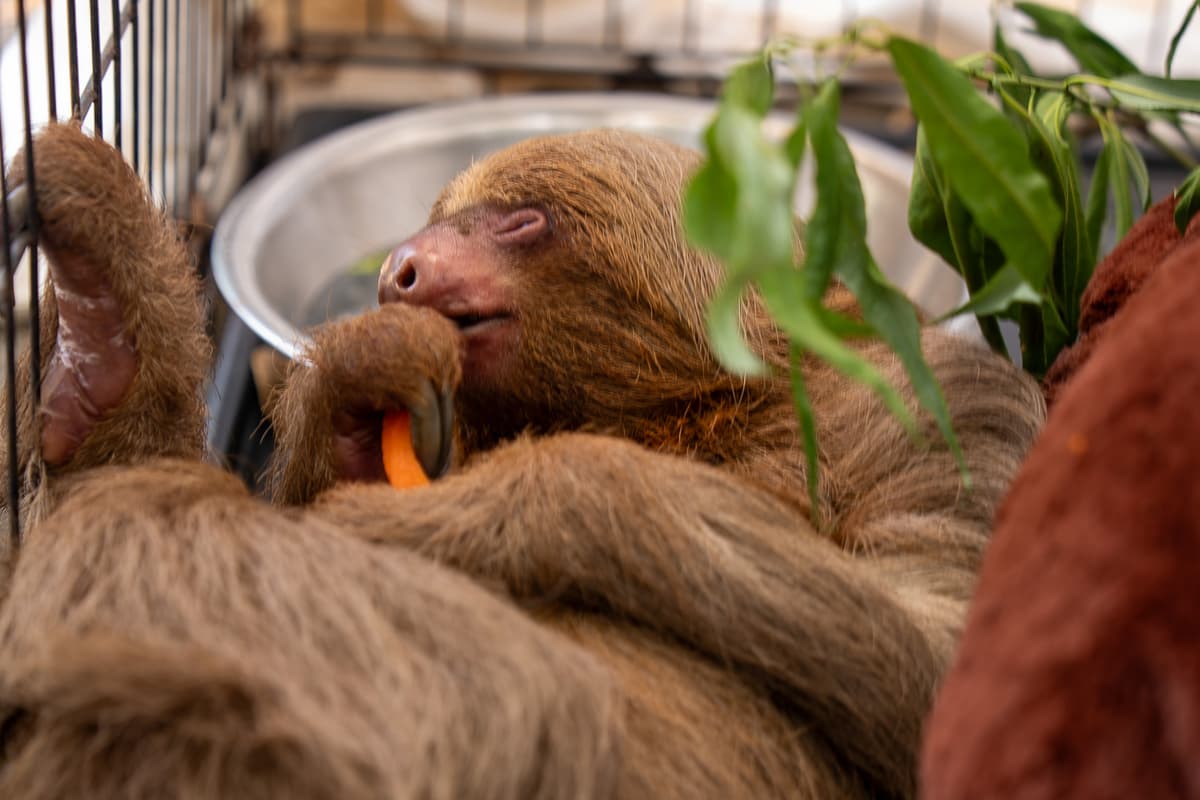 Florida Opens Criminal Probe Into Sloth World After Dozens of Animal Deaths