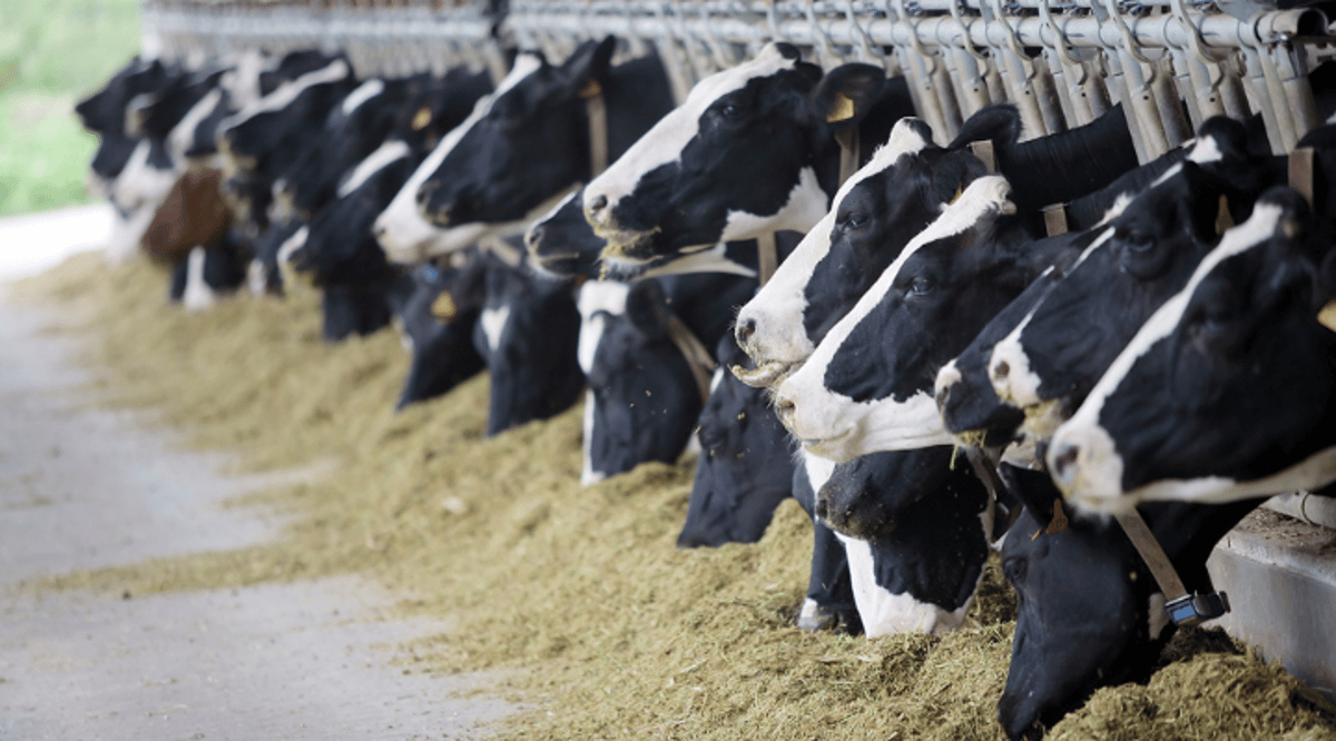 Woolworths Increases Farmer Payments Amid ‘Difficult Cost Increases’