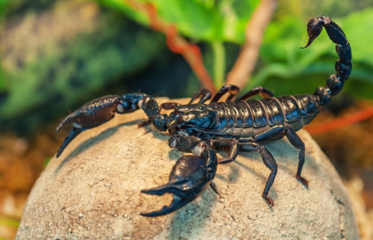 Scorpions Wield Metal-Tipped Weapons