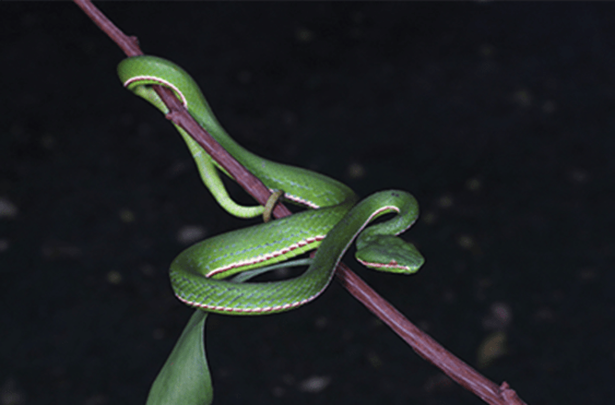 The New Pitviper Species Hidden in China’s Panda Park