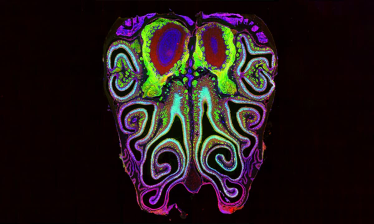 Where Brains Process Smell