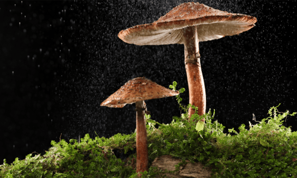 Mushrooms Stole a Trick From Bacteria. It Could Help Us Control the Weather