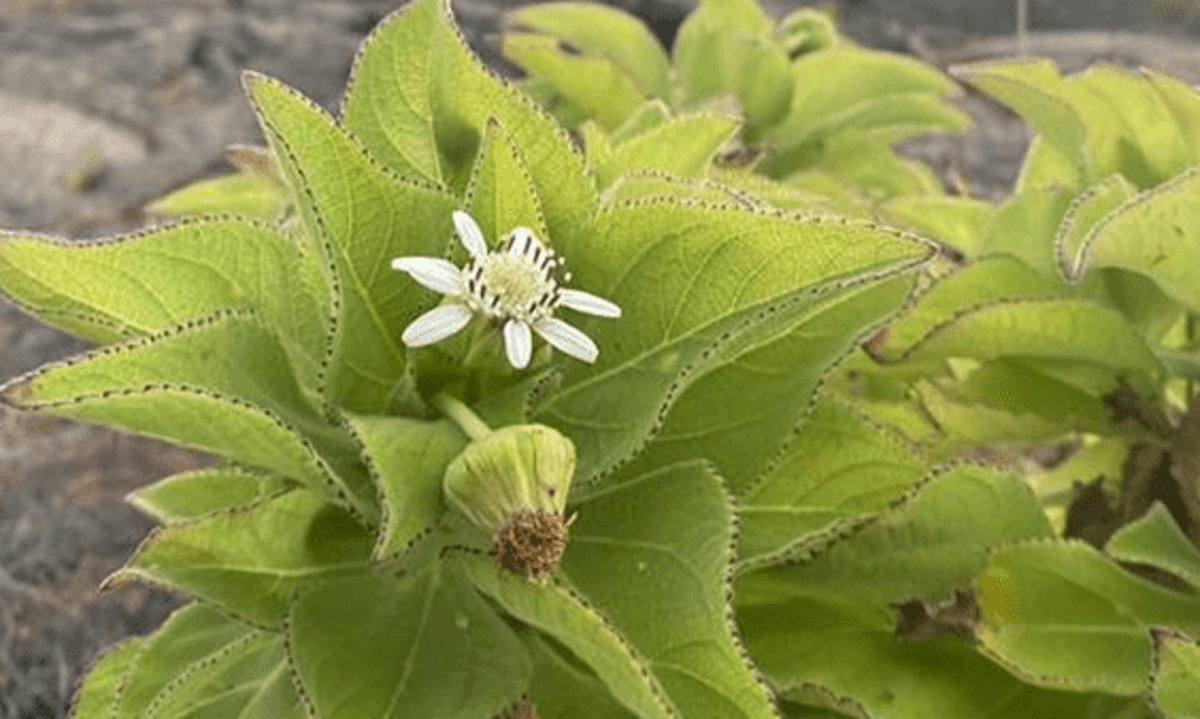 The Rapid Evolution of Giant Daisies